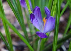 Niebieski, Krokus