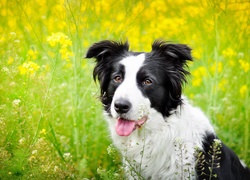 Pies, Border collie, Łąka, Rzepak