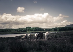 Konie, Pastwisko, Drzewa