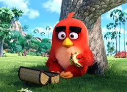 Film, Komputerowe, Angry Birds