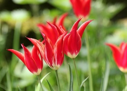 Tulipany