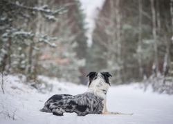 Zima, Pies, Śnieg, Las