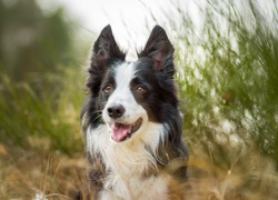 Pies, Border Collie, Trawa, Rozmycie