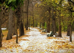 Park, Ścieżka, Ławki