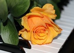 Róża, Pianino