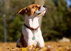 Pies, Jack Russell, Jesień, Liście