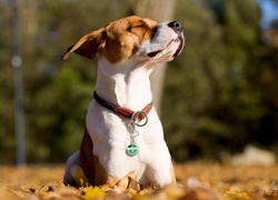 Pies, Jack Russell, Jesień, Liście