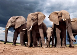 Cztery, Słonie, Małe, Słoniątko