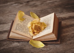 Książka, Żółty, Kwiat, Płatki