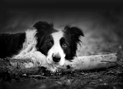 Border Collie, Drewno, Czarno, Białe