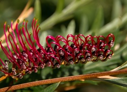 Grevillea, Kwiat australijski