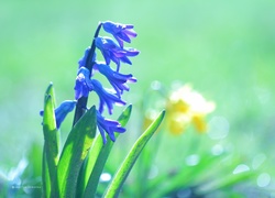 Hiacynt, Niebieski, Kwiat