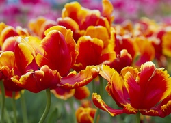 Tulipany