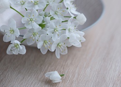 Biały, Kwiat, Talerzyk