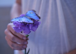 Niebieski, Kwiat, Niebieski, Motyl, Dłoń