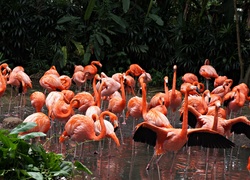 Flamingi, Staw, ZOO