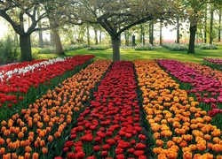 Park, Kolorowe, Tulipany