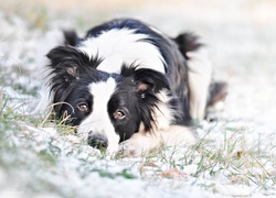 Pies, Border Collie, Śnieg, Trawa