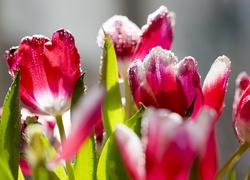 Kwiaty, Tulipany, Czerwone, Mróz