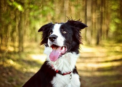 Pies, Border collie, Jęzor, Las