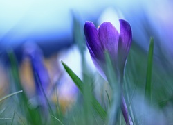 Fioletowy, Krokus, Kwiat