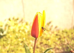 Tulipan, Żółto, Czerwony, Pszczoła