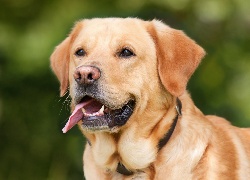 Pies, Labrador, Retriever, Jęzor