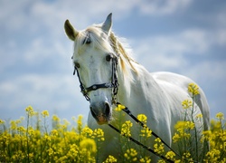 Biały, Koń, Roślinność