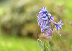 Hiacynt, Niebieski, Kwiat