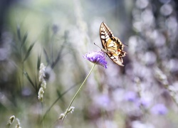 Motyl, Paź Królowej, Kwiat, Koniczyny, Bokeh