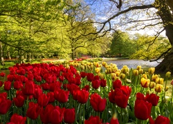 Park, Tulipany