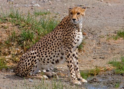 Gepard, Trawa