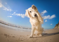 Plaża, Zawstydzony, Golden, Retriever