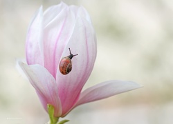 Różowa, Magnolia, Ślimak