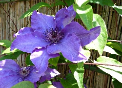 Clematis, Kwiat, Powojnik