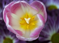 Tulipan