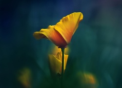 Żółty, Kwiat, Makro, Tulipan