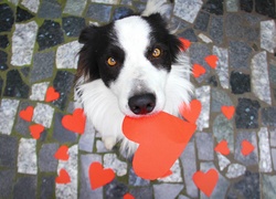 Pies, Border Collie, Serduszka