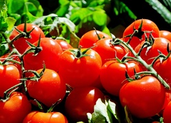 Gałązki, Pomidorów