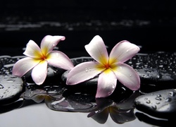 SPA, Plumeria