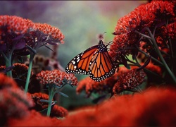 Kwitnące, Kwiaty, Motyl, Monarch