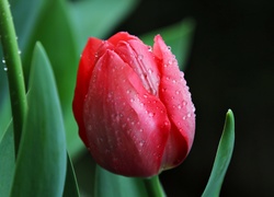 Czerwony, Tulipan, Krople
