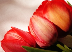 Tulipany, Czerwone, Makro