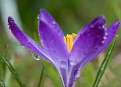 Fioletowy, Krokus, Krople, Makro