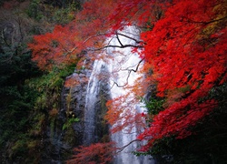 Wodospad, Las, Japonia