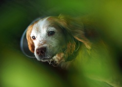 Cocker Spaniel, Zbliżenie