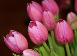 Tulipany