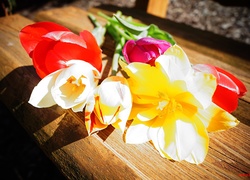 Kolorowe, Tulipany, Ławeczka