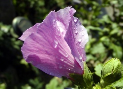 Pączek, Różowego, Hibiskusa, Krople
