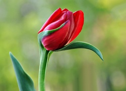Czerwony, Tulipan, Makro
